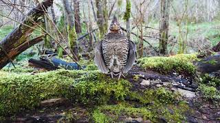 Ruffed Grouse Drumming [upl. by Anat]