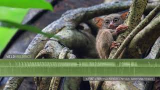 Tarsier Sounds  The highpitched squeaks amp calls of Spectral Tarsiers in Indonesia [upl. by Akemaj180]