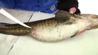 How to catch clean amp cook eelpout [upl. by Dalila853]