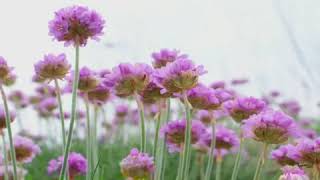 How to Grow Thrift Armeria [upl. by Enelad333]