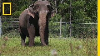 When Ringling Bros Retires Its Elephants This is Where They Live  National Geographic [upl. by Marcela]