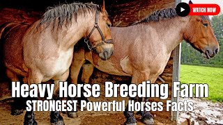 Heavy Horse Breeding Farm  STRONGEST Powerful Horses Facts [upl. by Dougall]