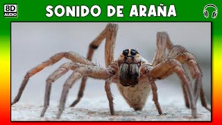 SONIDO DE ARAÑA 🕷 [upl. by Akfir]