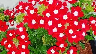 How to propagate Verbena easily [upl. by Crawford]