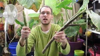 Planting Plumeria Cuttings  Frangipani [upl. by Agnizn138]