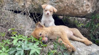 The cry for help of two dogs abandoned by their cruel owner on the side of the road and I saved them [upl. by Ocimad]