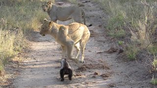 Lions Vs Honey Badgers  ViralHog [upl. by Thedric879]