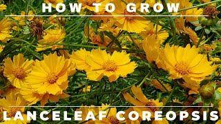 Coreopsis  Complete Grow and Care Guide [upl. by Yerga959]