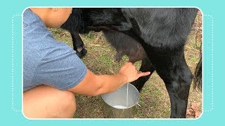 How to Milk a Cow by Hand [upl. by Cade519]