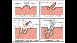 What are Dermal Papillae [upl. by Eirameinna]