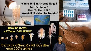 How to hatch Artemia at home Artemia Brine shrimp hatching method [upl. by Fabrianne]