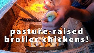 pastureraised broiler chickens [upl. by Hsiwhem309]