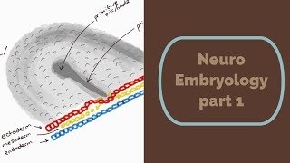 Neuro Embryology part 1 [upl. by Ydoj400]