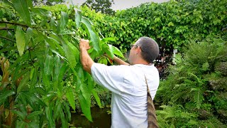 Pruning Mango Trees 101 w Dr Richard Campbell [upl. by Nauqyt]