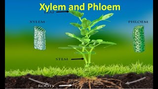 Xylem and Phloem [upl. by Arded]