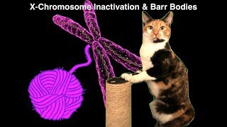 Genetics  Xchromosome Inactivation Barr Bodies and the Calico Cat [upl. by Shani]