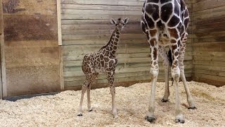 Baby Giraffe At Zoo Takes First Steps Minutes After Being Born [upl. by Manville]