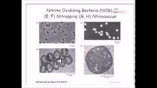 Microorganisms in wastewater treatment [upl. by Ellennej]