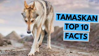 Tamaskan Dog  TOP 10 Interesting Facts [upl. by Akeem227]