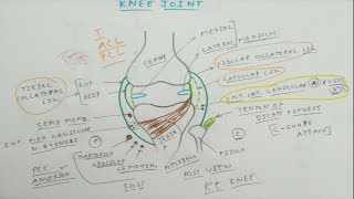 Knee Joint Anatomy  1 Basic  Dr Pawan nagar [upl. by Htepsle]