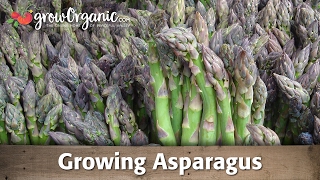 Growing Organic Asparagus From Root Crowns [upl. by Otecina]