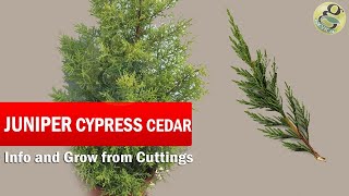 Juniper Cypress or Cedar Tree Care and How to grow from Cuttings  Golden Cypress in English [upl. by Samson175]