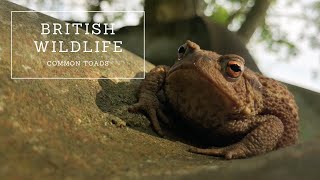 Common Toads  The Complete Guide [upl. by Irtimed]