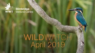 WWT WildWatch Slimbridge  April 2019 [upl. by Aremaj115]