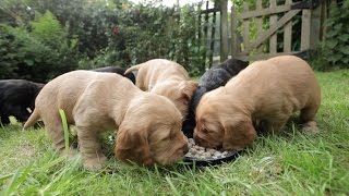 Cocker Spaniel Puppies  5 Weeks Old [upl. by Jase]