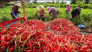 Amazing Chili Farming Technology chili Harvesting chili Cultivation chili Agriculture chili Process [upl. by Odysseus]