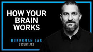 Essentials How Your Brain Works amp Changes [upl. by Aznofla]