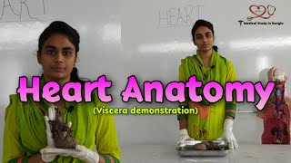 Heart anatomy in Bangla  Parts Blood supply Nerve supply  Viscera demonstration [upl. by Esyned]