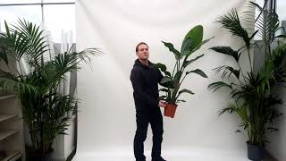 Produktvideo Strelitzia nicolai 130cm als Zimmerpflanze [upl. by Riordan]