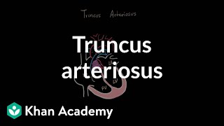 Embryology of the Heart  bulbus cordis ventricles and truncus arteriosus Dr Ahmed Farid [upl. by Winer948]