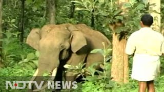 Meet Maniyan the friendly tusker of Wayanad [upl. by Taft]