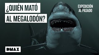 Megalodón ¿Qué sucedió con el depredador marino de las profundidades  Expedición al pasado [upl. by Seuguh]