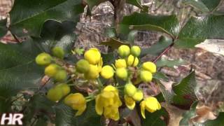 ⟹ MAHONIA  Mahonia aquifolium  Its flowering [upl. by Dessma]