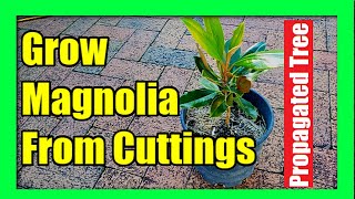 How To Grow Magnolia Tree from Cuttings  Magnolia Plant Propagation [upl. by Kellyann]