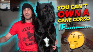 Why You CANT Own a Cane Corso [upl. by Llednew]