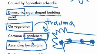 Sporotrichosis [upl. by Hevak78]