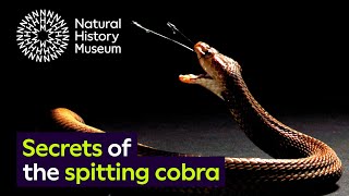 Spitting cobras the peculiar evolution of defensive venom in snakes [upl. by Ahsets]