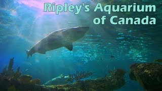 Ripleys Aquarium of Canada Full Tour [upl. by Husain]