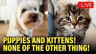 LIVE PUPPY AND KITTEN INAUGURATION [upl. by Sharron374]