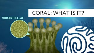 Coral What is it [upl. by Filberte701]