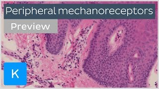 Peripheral mechanoreceptors preview  Human Histology  Kenhub [upl. by Idona]