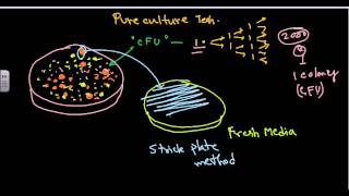 Pure culture isolation techniques [upl. by Iot]