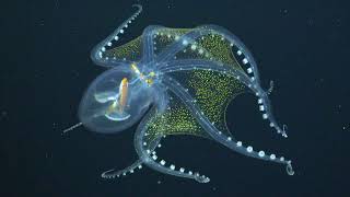 Glass Octopus Captured in Rare Footage By Underwater Robot [upl. by Dranrev]