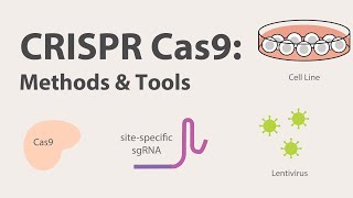 2 CRISPR Cas9  Methods and Tools [upl. by Anastice]