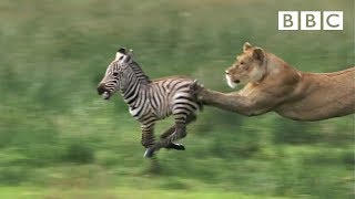 Lioness chases Zebra  Natures Great Events  BBC [upl. by Sane]