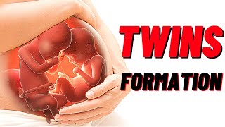 How Twins Are Formed In Humans Animation Identical and Fraternal Twins [upl. by Ashbey]